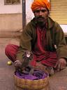 Wannabe snake charmer. He had to de-fang the cobra and force it to move around. Wheres the flute?
